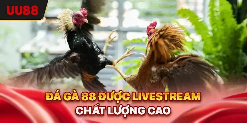Đá Gà 88 - Sảnh Trực Tuyến Uy Tín Và Cơ Hội Thắng Lớn 1 Đá gà 88 được livestream chất lượng cao