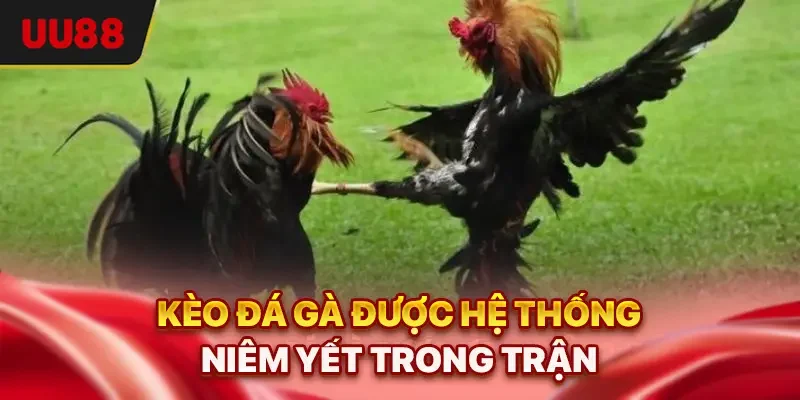 Kèo đá gà được hệ thống niêm yết trong trận